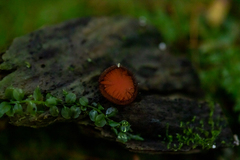 Scutellinia colensoi