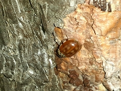 Harmonia quadripunctata
