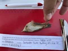 Cistothorus stellaris