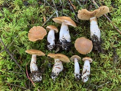 Cortinarius armeniacus