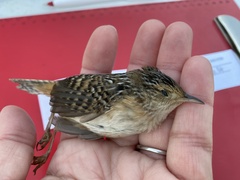 Cistothorus stellaris