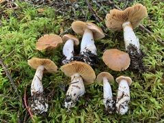 Cortinarius armeniacus