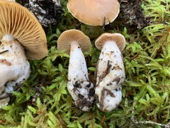 Cortinarius armeniacus