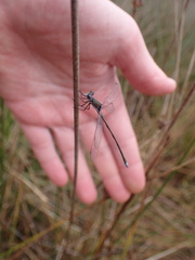 Lestes virens