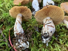 Cortinarius armeniacus