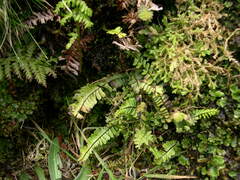 Asplenium monanthes