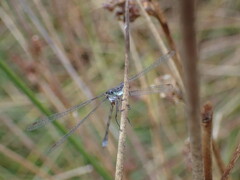 Lestes virens