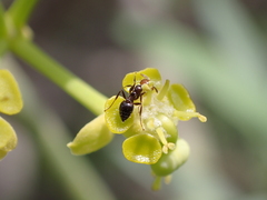 Crematogaster alluaudi
