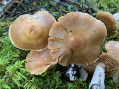 Cortinarius armeniacus