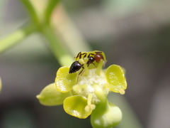 Crematogaster alluaudi