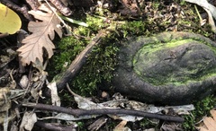 Amblystegium serpens