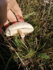 Macrolepiota zeyheri