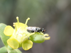 Alliophleps elliptica