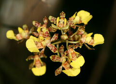 Trichocentrum ascendens