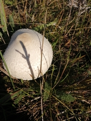 Macrolepiota zeyheri