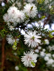 Melaleuca ericifolia