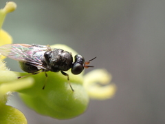Alliophleps elliptica
