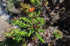 Oedera imbricata