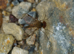 Chrysopilus