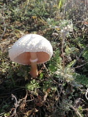 Macrolepiota zeyheri