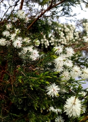 Melaleuca ericifolia