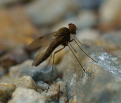 Chrysopilus