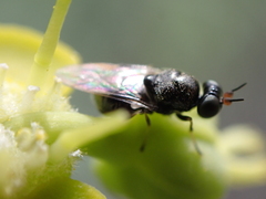 Alliophleps elliptica