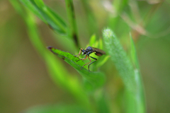 Dioctria rufipes