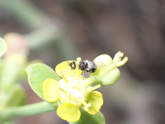 Alliophleps elliptica