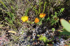Oedera imbricata