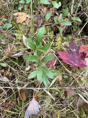 Vaccinium macrocarpon