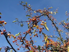 Malus × zumi