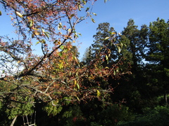 Malus × zumi