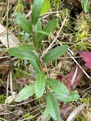 Vaccinium macrocarpon