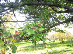 Pyrus communis caucasica