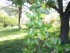 Pyrus communis caucasica