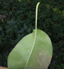 Pyrus communis caucasica
