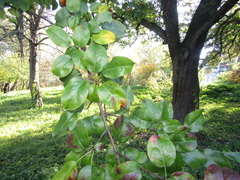 Pyrus communis caucasica