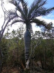 Pseudophoenix ekmanii