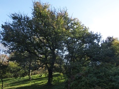 Pyrus communis caucasica