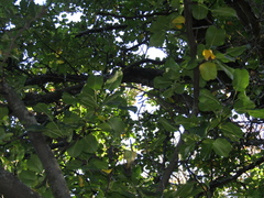 Pyrus communis caucasica
