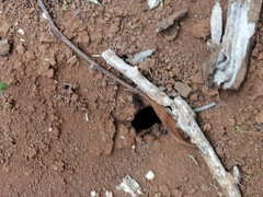 Mycetomoellerius jamaicensis