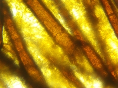 Scutellinia colensoi