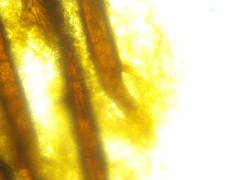 Scutellinia colensoi