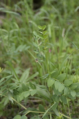 Lathyrus pisiformis