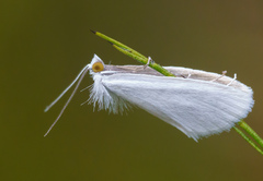 Tipanaea patulella
