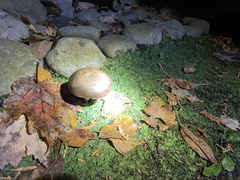 Agaricus bisporus