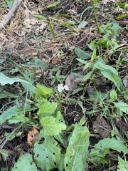 Sagittaria platyphylla