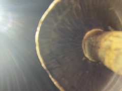 Agaricus bisporus