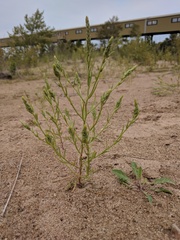 Corispermum villosum